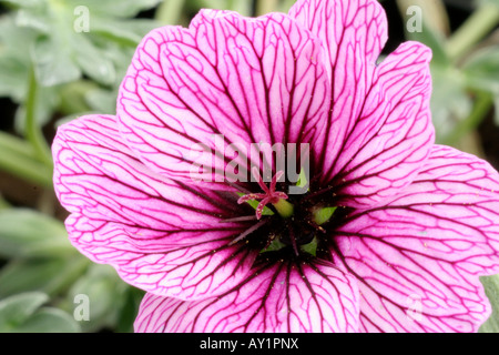 Geranium cinereum Laurence Flatman Banque D'Images