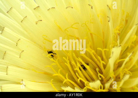 Détail de la fleur de Urospermum delachampii Banque D'Images