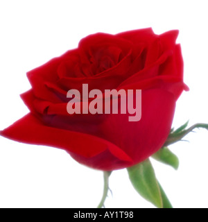 Rose rouge, in soft focus. Banque D'Images