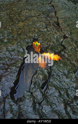 Feuille de chêne automne piégés dans une piscine de l'eau sur la barre rocheuse de Sgwd Uchaf Oisans Gwyn cascade dans les Brecon Beacons au Pays de Galles UK Banque D'Images