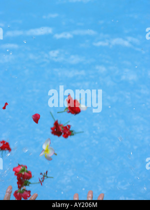 Portrait de fleurs sur l'eau Banque D'Images