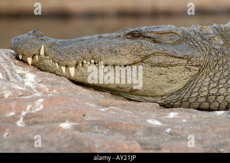 Un marais ou un voyou crocodile (Crocodylus palustris) baigne dans le soleil de fin d'après-midi sur un rocher dans l'Inde. Banque D'Images