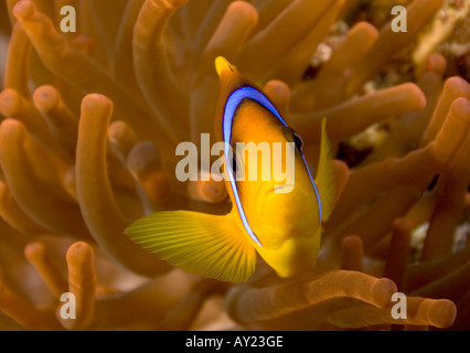 Une mer Rouge poissons clowns Amphiprion bicinctus est assis par son Anemone en Mer Rouge Egypte Photo par Adam Butler Banque D'Images