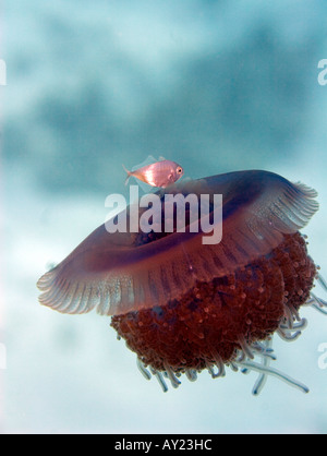 Un chou-fleur ou de la méduse Cephea cephea en Mer Rouge Egypte Photo par Adam Butler Banque D'Images