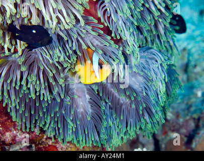 Une mer Rouge poissons clowns Amphiprion bicinctus est assis par son Anemone en Mer Rouge Egypte Photo par Adam Butler Banque D'Images