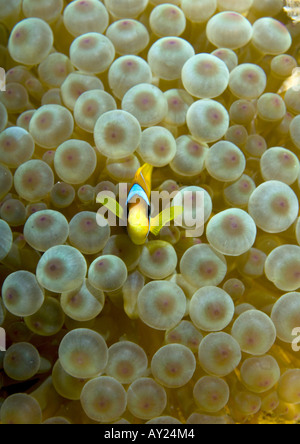 Une mer Rouge poissons clowns Amphiprion bicinctus est assis par son Anemone en Mer Rouge Egypte Photo par Adam Butler Banque D'Images