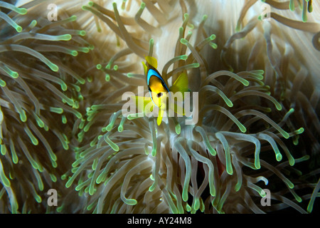 Une mer Rouge poissons clowns Amphiprion bicinctus est assis par son Anemone en Mer Rouge Egypte Photo par Adam Butler Banque D'Images