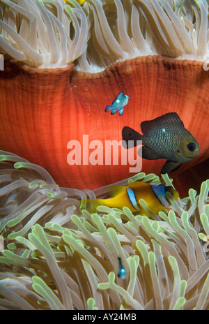 Une mer Rouge poissons clowns se trouve par son Anemone en Mer Rouge Egypte Photo par Adam Butler Banque D'Images