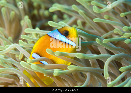 Une mer Rouge poissons clowns Amphiprion bicinctus est assis par son Anemone en Mer Rouge Egypte Photo par Adam Butler Banque D'Images