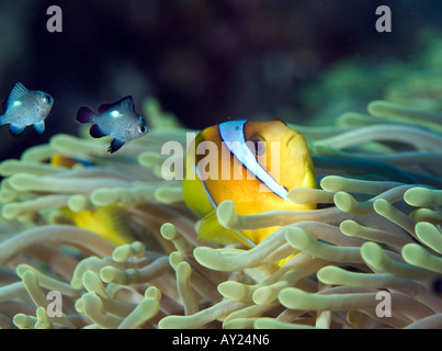 Une mer Rouge poissons clowns Amphiprion bicinctus est assis par son Anemone en Mer Rouge Egypte Photo par Adam Butler Banque D'Images