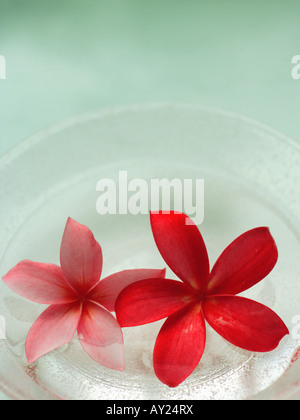 Close-up de deux fleurs de frangipanier dans un bol (Plumeria) Banque D'Images