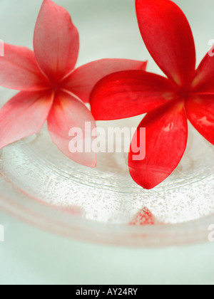 Close-up de deux fleurs de frangipanier dans un bol (Plumeria) Banque D'Images