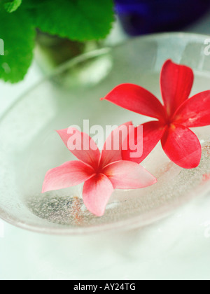 Close-up de deux fleurs de frangipanier dans un bol (Plumeria) Banque D'Images