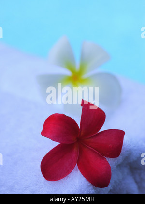 Close-up de deux fleurs de frangipanier sur serviettes roulées (Plumeria) Banque D'Images