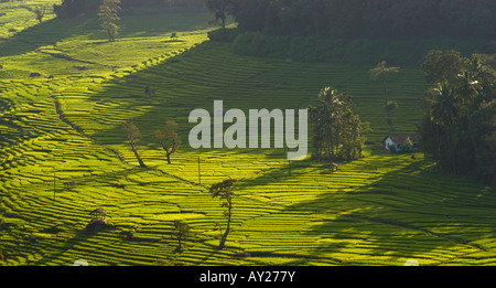 Rizières dans Keerthibandarapura, au large de Kandy au Sri Lanka Banque D'Images