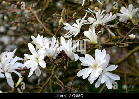 MAGNOLIA STELLATA AGA nénuphar Banque D'Images