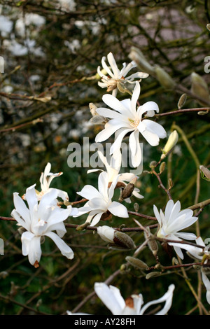 MAGNOLIA STELLATA AGA nénuphar Banque D'Images