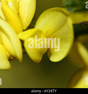 Broom - Cytisus praecox Banque D'Images
