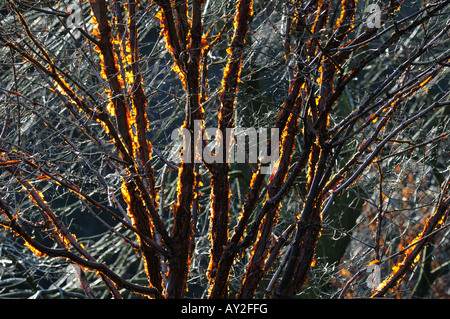 L'écorce de papier érable Acer griseum montrant l'écorce de déroulage par rétro-éclairé tôt le matin, soleil d'hiver Banque D'Images
