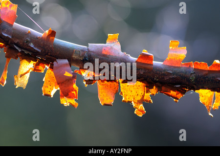 Close up de l'écorce de papier érable Acer griseum montrant l'écorce de déroulage par rétro-éclairé tôt le matin, soleil d'hiver Banque D'Images