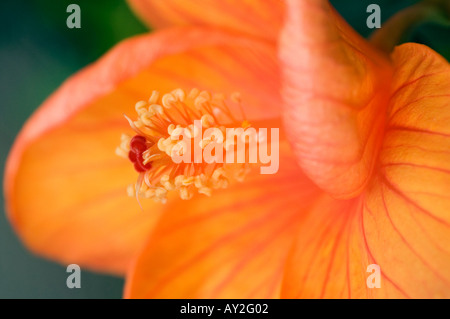 Hibiscus orange Banque D'Images