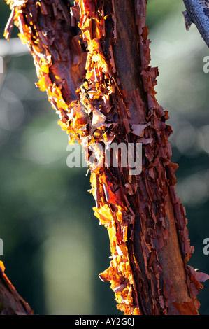 L'écorce de papier érable Acer griseum montrant l'écorce de déroulage par rétro-éclairé tôt le matin, soleil d'hiver Banque D'Images