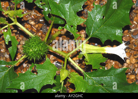 Thorn Thorn Apple Apple Thornapple Datura stramonium stramoine sont des variations de l'usine nom Banque D'Images