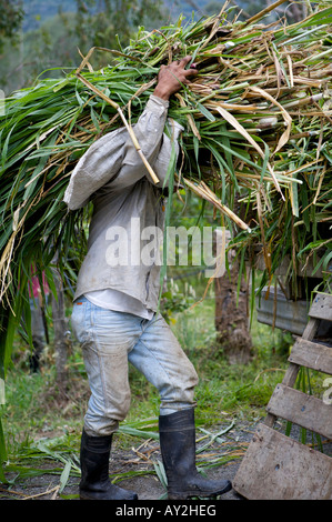 Homme portant des cultures locales Banque D'Images