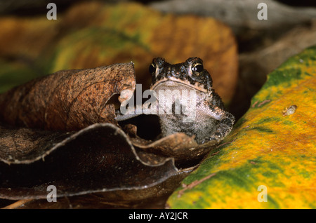 Canne ou marines au NIcaragua crapaud Bufo marinus Banque D'Images