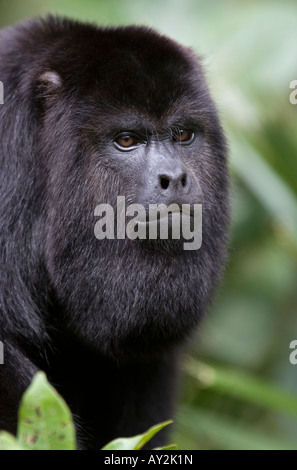 Ou mexicain noir singe hurleur du Guatemala (Alouatta pigra), le Belize. Les espèces en voie de disparition. Banque D'Images