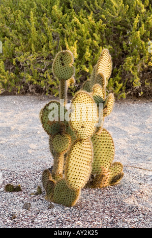 Cactus géant (Opuntia echios) croissant à l'ancienne station radar USA, Punta Albemarle Isabela Equateur Galapagos Banque D'Images