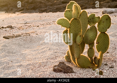 Giant le figuier de Barbarie (Opuntia echios) croissant à l'ancienne station radar USA Albemarle Isabela Galapagos Punta de l'île de l'Océan Pacifique Banque D'Images