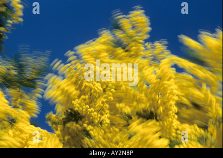 Acacia Acacia vestita velues fleurs dans le vent Banque D'Images