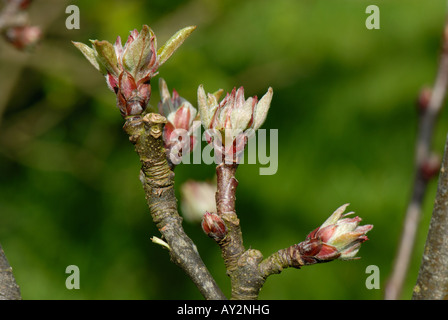 Les fleurs et les bourgeons des feuilles sur un pommier variété Coucher du soleil au printemps Banque D'Images