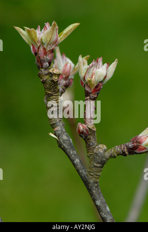 Les fleurs et les bourgeons des feuilles sur un pommier variété Coucher du soleil au printemps Banque D'Images