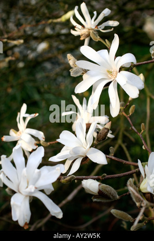 MAGNOLIA STELLATA AGA nénuphar Banque D'Images