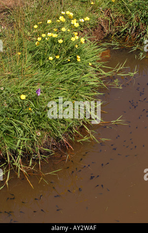 Les têtards nageant dans l étang à Priddy sur les collines de Mendip Somerset en Angleterre Banque D'Images