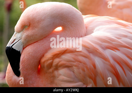 Flamengos dans Zoo Drusillas Sussex Banque D'Images