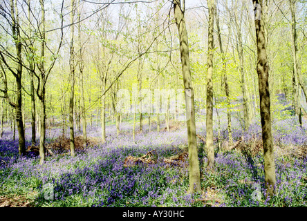 Blue belle bois dans le West Sussex, Hampshire, Royaume-Uni Banque D'Images
