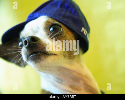 Close-up d'un chiot Chihuahua portant une casquette Banque D'Images