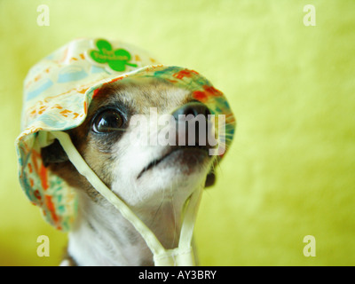 Close-up d'un chiot Chihuahua portant une casquette Banque D'Images