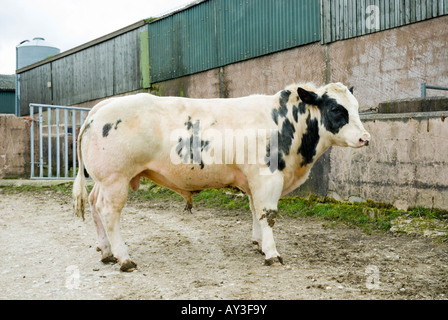 Bull Bleu Belge Banque D'Images