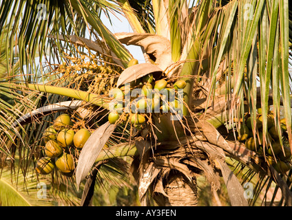 Vue rapprochée de la noix de coco d'or chargé de grappes de fruits, fleurs et feuilles sur un palmier au tropical beach resort de Dwarka. Banque D'Images