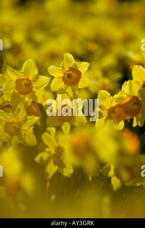 Une masse de jonquilles en fleurs cultivées commercialement sur Norfolk farm pour le marché aux fleurs coupées de Pâques Banque D'Images