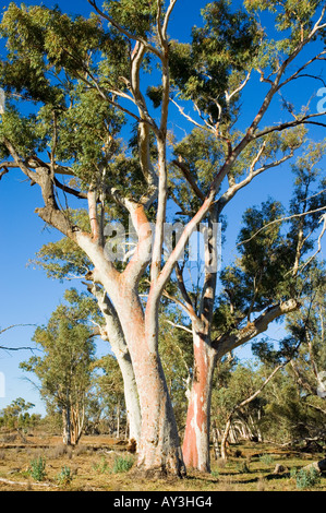 Gommiers rouges Banque D'Images