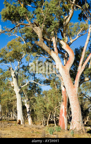 Gommiers rouges Banque D'Images