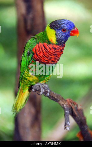 Portrait de multi-couleur Rainbow Lorikeet Lori () perché sur une branche d'arbre (Trichoglossus haematodus moluccanus) Banque D'Images