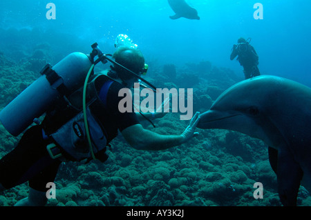 Antilles Néerlandaises Curaçao eau libre plongée dauphin Banque D'Images