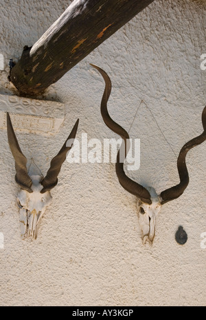 Tête Bok sur le mur de crânes de ferme à Paarl - Afrique du Sud Banque D'Images