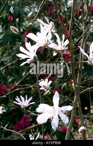 MAGNOLIA X LOEBNERI LEONARD MESSEL AGM Banque D'Images